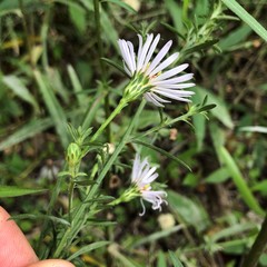 Symphyotrichum simmondsii