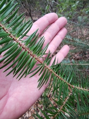 Abies bracteata