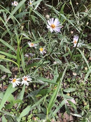 Symphyotrichum simmondsii