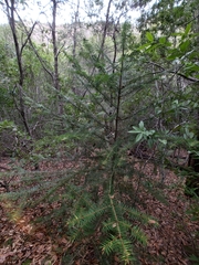 Abies bracteata