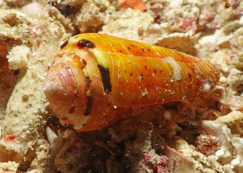 Conus aurisiacus observed 2025-11-15