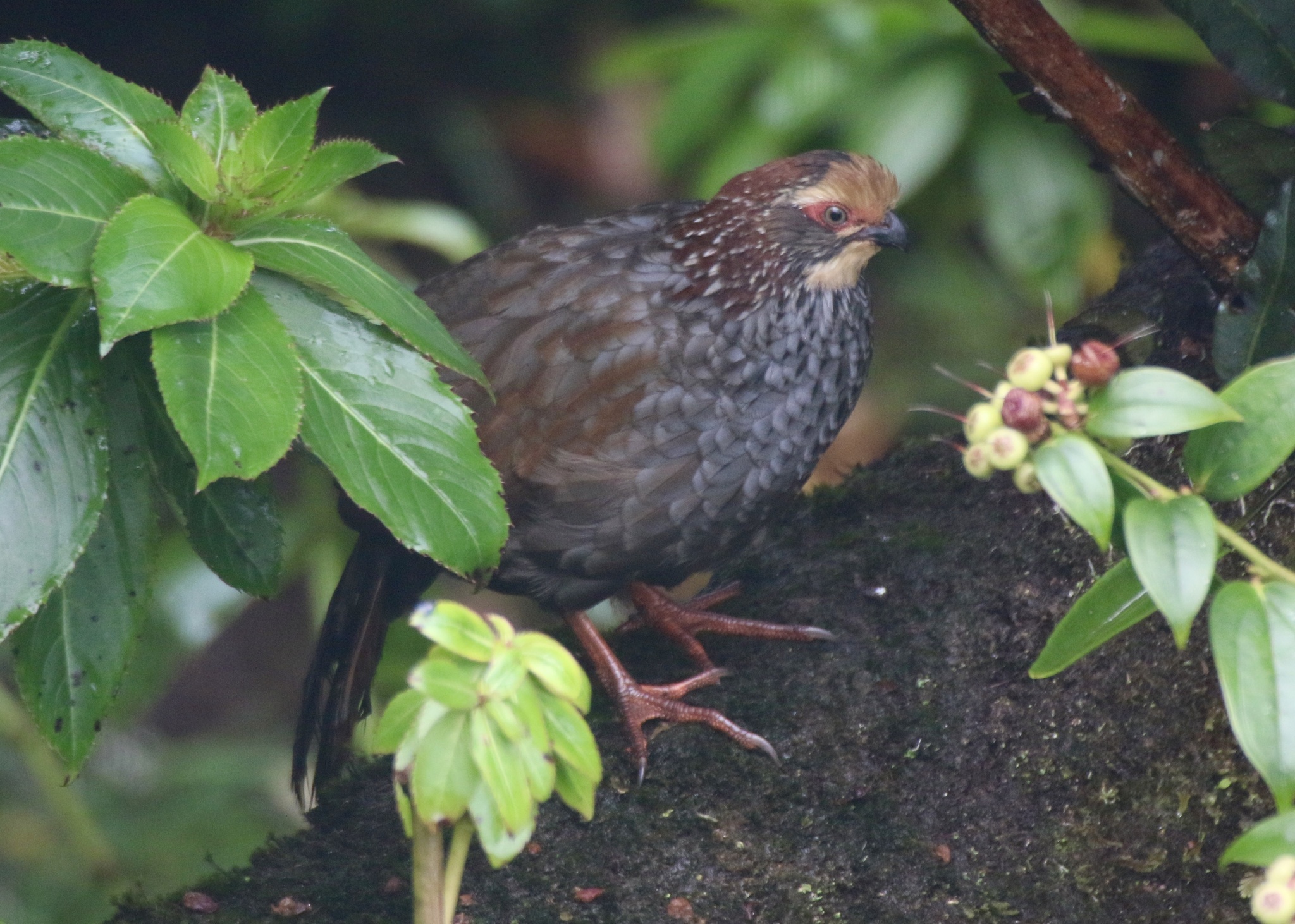Buffy-crowned Wood Partridge (Dendrortyx leucophrys), photo 9