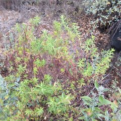 Euphorbia esuliformis