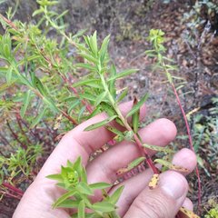 Euphorbia esuliformis