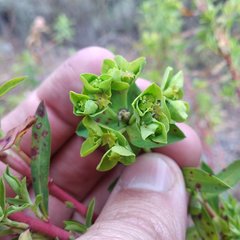 Euphorbia esuliformis