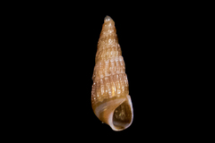 Odostomia