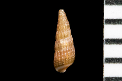 Odostomia