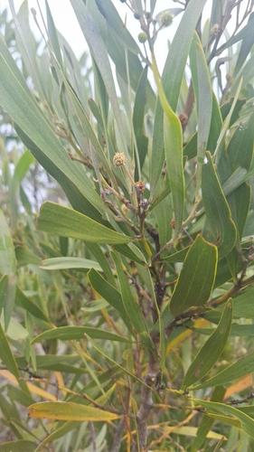 Acacia heterophylla, photograph 1