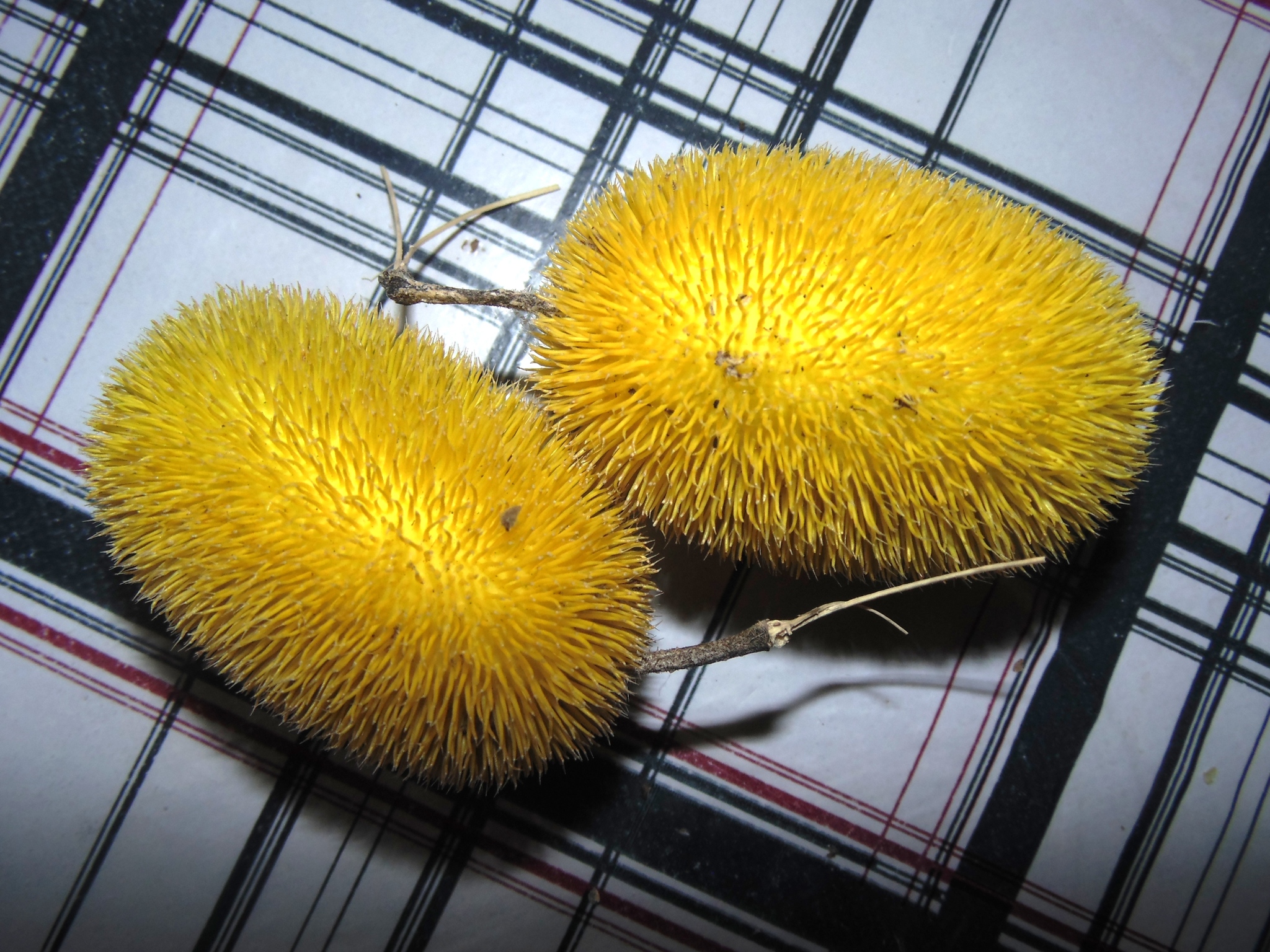 Cucumis dipsaceus
