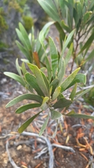 (c) yellowplant, some rights reserved (CC BY) Acacia heterophylla, photograph (c) yellowplant, some rights reserved (CC BY)