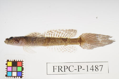 Callogobius tanegasimae