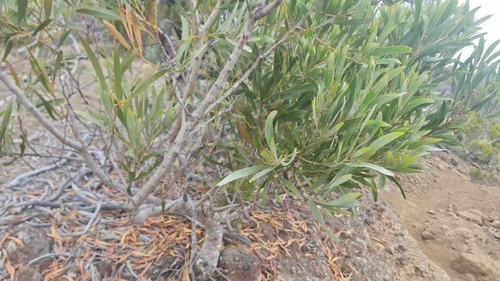 Acacia heterophylla, photograph 3