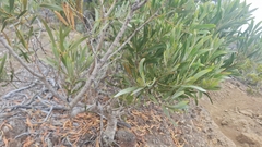 (c) yellowplant, some rights reserved (CC BY) Acacia heterophylla, photograph (c) yellowplant, some rights reserved (CC BY)