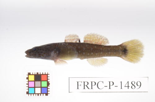 Forktongue goby (Chaenogobius gulosus) — Gobiidae — 3