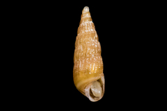 Odostomia