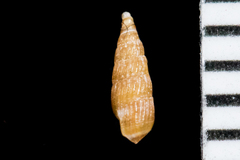 Odostomia