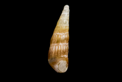 Odostomia