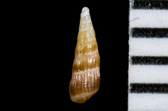 Odostomia