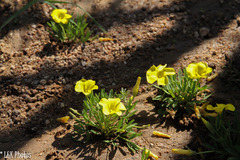 Oxalis namaquana