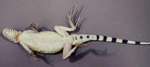 Zebra-tailed Lizard