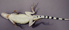 Zebra-Tailed Lizard photo 5