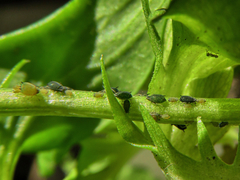 Aphididae