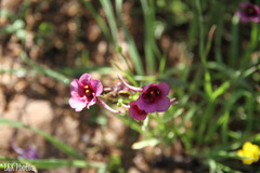 Diascia tanyceras