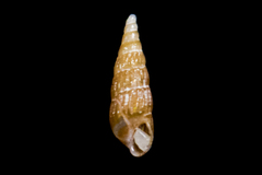 Odostomia