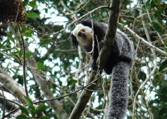 Callithrix geoffroyi