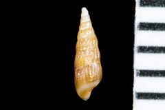 Odostomia