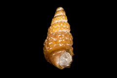 Cerithiopsis
