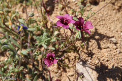 Diascia tanyceras