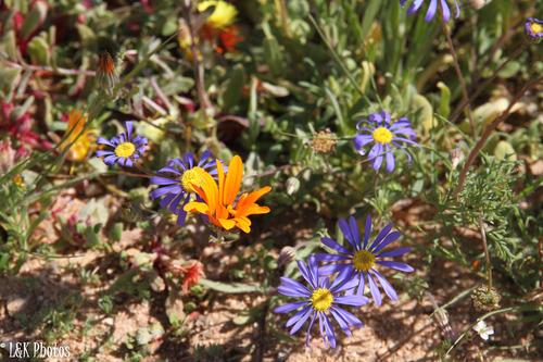 Parasol Felicia (Felicia australis)