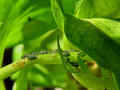 Aphididae