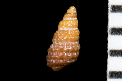 Cerithiopsis
