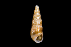 Odostomia