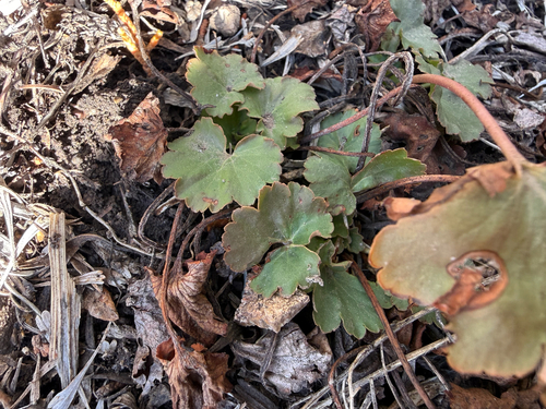 littleleaf alumroot (Heuchera parvifolia)