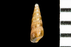 Odostomia