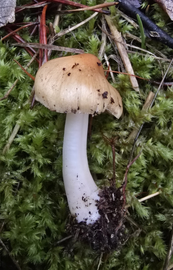 Inocybe ceskae