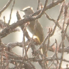 Pycnonotus flavescens