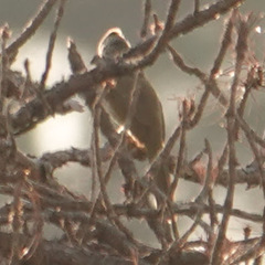 Pycnonotus flavescens