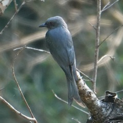 Dicrurus leucophaeus