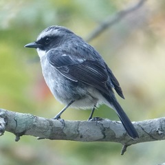 Saxicola ferreus