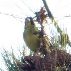 Chloris monguilloti