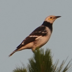 Gracupica nigricollis
