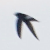 Apus nipalensis