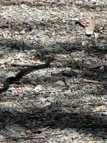 Red-bellied Black Snake sighting