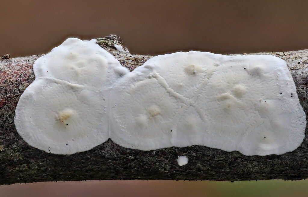 Byssomerulius corium · December 2025 · photo: © gillessanmartin (iNaturalist, cc0)