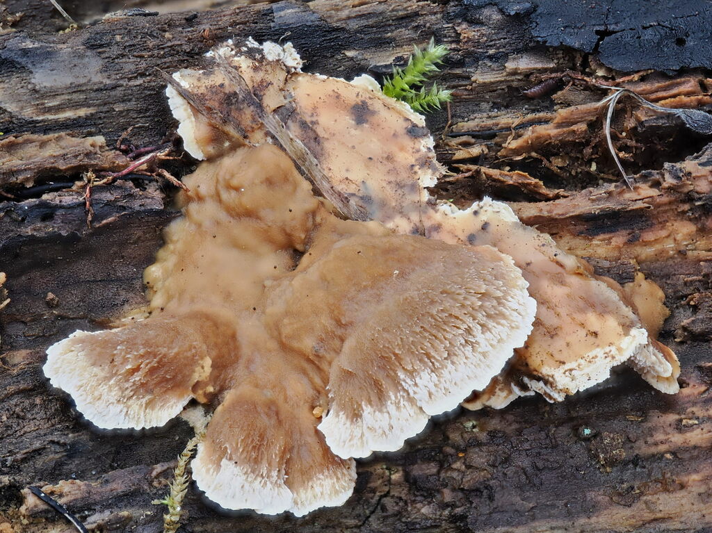 Abortiporus biennis · December 2025 · photo: © gillessanmartin (iNaturalist, cc0)