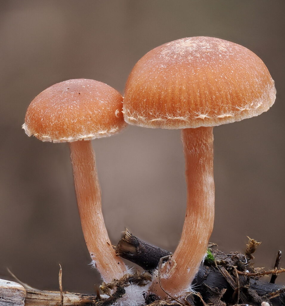 Tubaria furfuracea · December 2025 · photo: © gillessanmartin (iNaturalist, cc0)